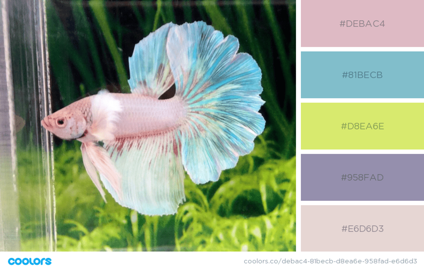 Peixe em cores pastéis rosa e azul em um aquário com plantas verdes